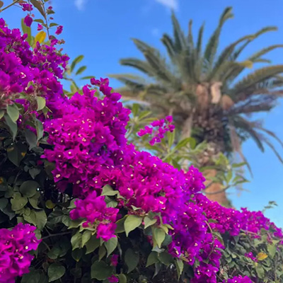 Bougenvillea Poesie von Katrin Hagenbeck Der Garten uns´rer Lieb´